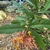 Leaves and stem in February in Ko Samui District< Thailand
