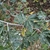 Leaves and stem in November in Croydon County, United Kingdom