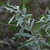 Leaves and stem in November in Torino, Italy