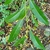 Leaves and stem in October in Milwaukee County, Wisconsin