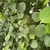Leaves & Stem in September in Shizuoka Prefecture, Japan