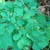 Leaves and stem in August in Mokshanskiy Rayon, Russia