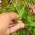 Leaves underside in August in Anne Arundel County, Maryland