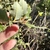 Leaves underside in November in Nevada County, California