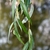 Leaves in April .