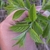 Young leaves in April in Qingdao, China