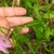 Leaves in August in Anne Arundel County, Maryland