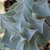 Bluish sharp pointed leaves in August in Macedonia, Greece