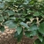 Leaves in August in Zhejiang, China