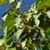 Leafy branch with immature green berries