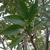 Leaves and branches in June in Himachal Pradesh, India