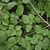 Leaves & Branches - June - Licheng Dist., CN