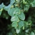 Leaves closeup in September in Delaware County, Pennsylvania