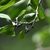 Leaves in July in Huangshan in China