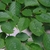Leaves in July in Oakdale, New York