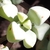 Leaves in June in West Coast County in South Africa