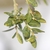 Stems with alternate leaves and leaf buds