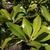 Leaves in March