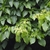 Leaves in May in Zhejiang, China