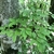 Leaves in May in Ehime, Japan