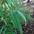 Leaves/Stem in November in Lombardia, Italy