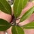close-up of lanceolate leaves