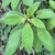 Leaves in October in Alachua County, Florida