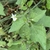 Green leaves & small white flowers in October in Catalunya, ESP