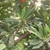 Leaves in October in Kerala, India