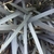 Blade shaped grey leaves in October in Kew Gardens, UK
