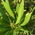 Leaves in October in Mendocino County, California