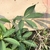 Leaves in October in Mohali, Punjab, India
