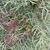 pinnate leaves in October in Victoria, Australia