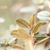 Leaves in October in Yunnan Province, China