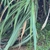 Leaves in September in Jiangxi, China