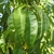 Leaves in September in Merrifield, Virginia