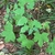 Leaves in September in Pocheon, South Korea