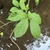 Leaves in September in Clackamas County, Oregon