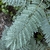 Leaves in September in San Antonio, Texas