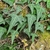 Arrow shaped variegated leaves in September in Taichung, Taiwan