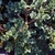 Foliage in August in Bethesda, Maryland
