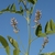 Stem, leaves and flowers in July in Crete, Greece