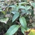 Leaves, Stem & Fruit in October