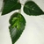 Leaves & Stem