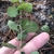 Underside of leaves in October