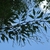 Leaves in August in Hof Garten, Wurzburg, Germany
