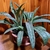 silvery-green, thin, lance-shaped leaves with a leopard pattern