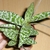 Potted plant with spotted leaves in a rosette.
