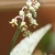 Raceme of pendulous, small green flowers w/ purple filaments.
