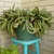 Potted plants with spotted leaves.